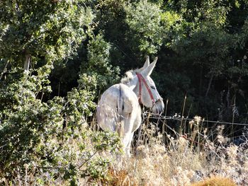 Low angle view of horse standing on tree