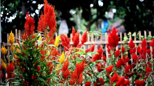 Close-up of red flowering plants