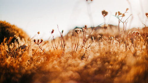 Close-up of flowering plants on field against sky