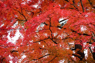 Low angle view of maple tree