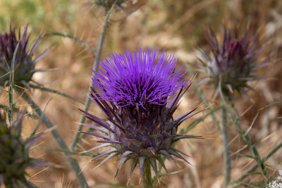 Close-up of purple thistle flower