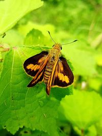 Butterfly perching on leaf