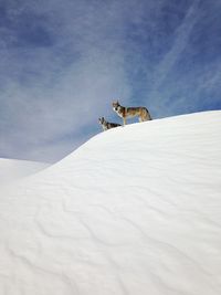 Horse on snow covered landscape