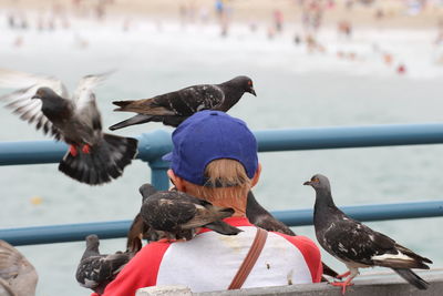 Pigeons perching on a railing