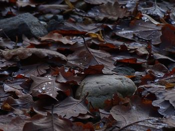 Full frame shot of autumnal leaves