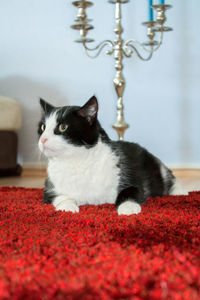 Close-up of cat sitting on red flower