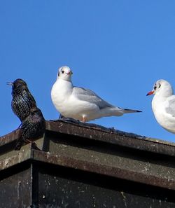 Low angle view of seagulls perching against clear sky