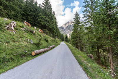 Road amidst trees against sky