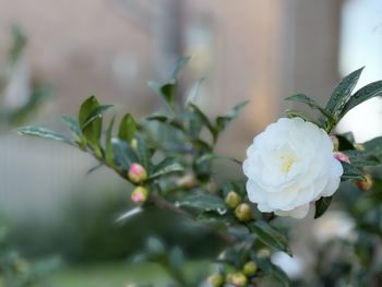 Close-up of white flowering plant