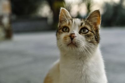 Close-up portrait of a cat