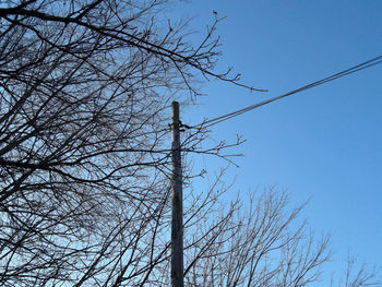 Low angle view of tree against sky