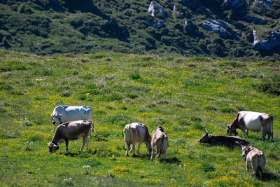 Flock of sheep grazing on field