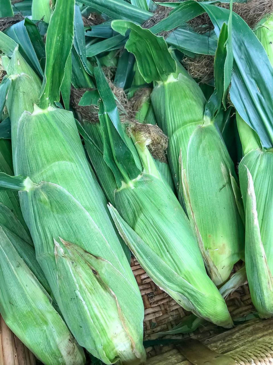 HIGH ANGLE VIEW OF GREEN CHILI