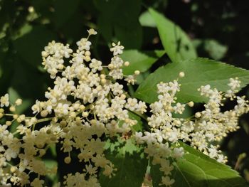 Close-up of white flowering plant