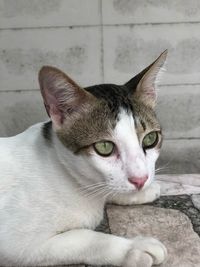 Close-up of a cat looking away