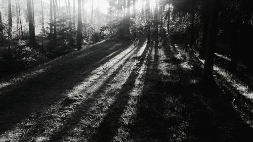 Shadow of trees in forest