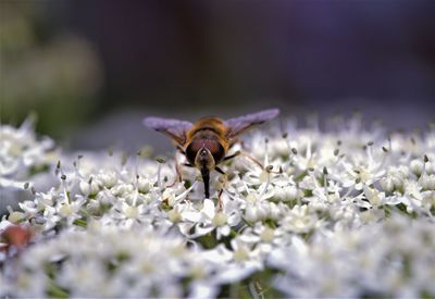 Close-up of bee pollinating on purple flower