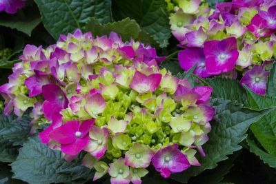 Close-up of purple hydrangea blooming outdoors