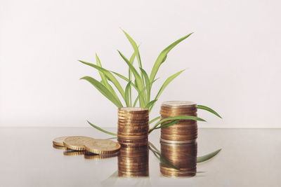 Close-up of pot plant on table against white background