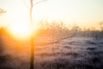 Beautiful morning landscape with a rising sun. colorful scenery of a frozen wetlands in autumn. 