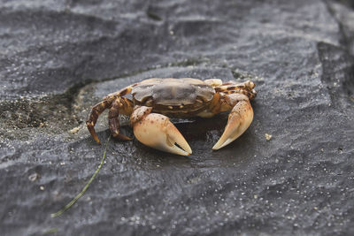 Close-up of crab on beach