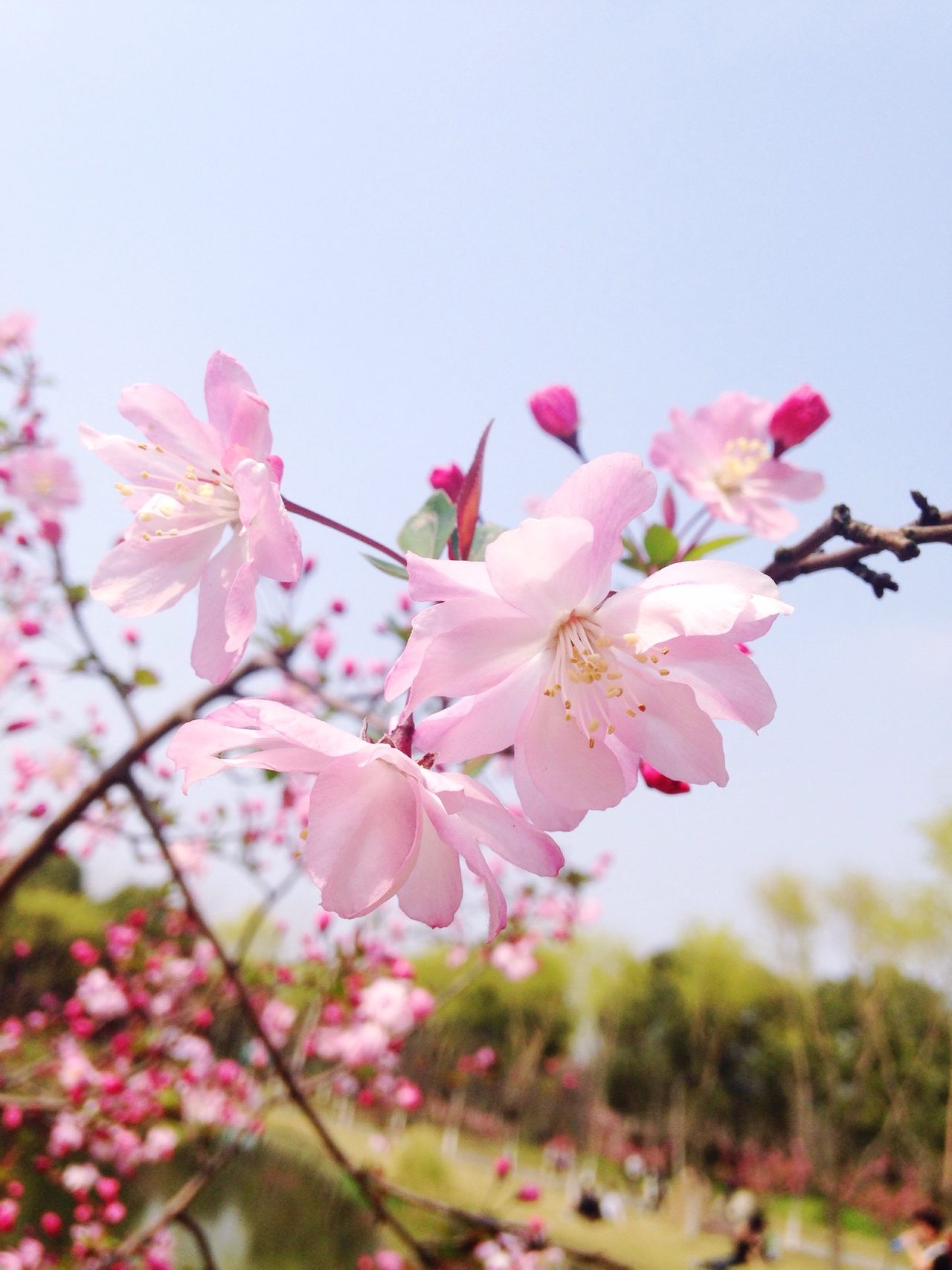 森林公園