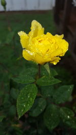 Close-up of wet yellow flower blooming outdoors