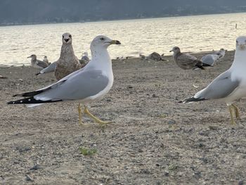 Seagulls on beach