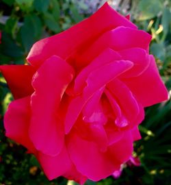 Close-up of red rose blooming