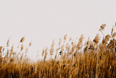 View of stalks in field against clear sky