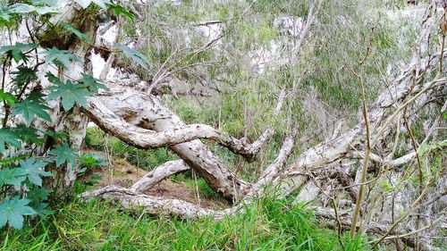 Tree trunk in forest