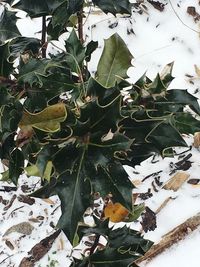 High angle view of plants