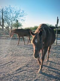 Horse in the field