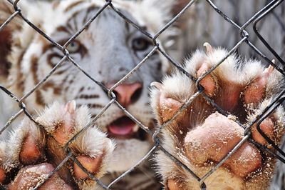 Close-up of lizard in cage