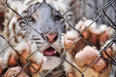 Close-up of lizard in cage