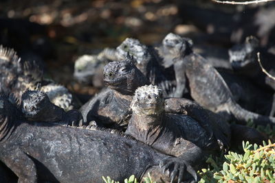 Group of marine iguanas amblyrhynchus cristatus huddled together over rocks galapagos islands. 