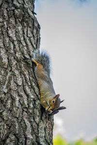 Close-up of squirrel perching on tree against sky