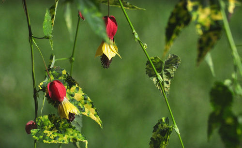 Close-up of butterfly pollinating on flower