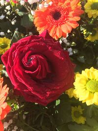 Close-up of fresh red roses blooming outdoors