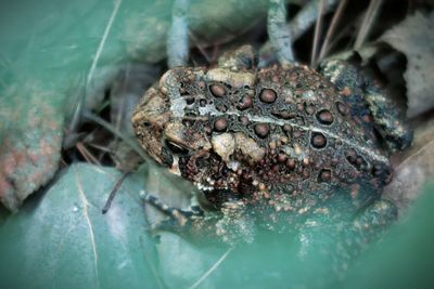 High angle view of crab on plant