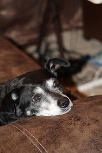 Close-up portrait of dog