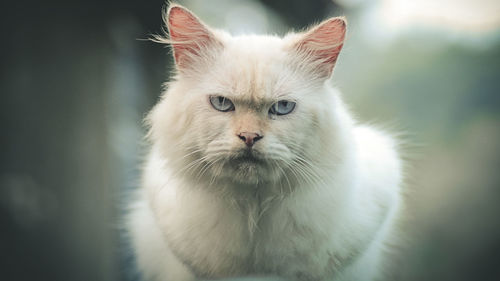 Close-up portrait of cat 