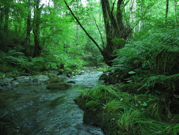 River flowing amidst trees in forest