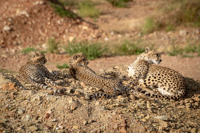Cheetah and two cubs lie on stones