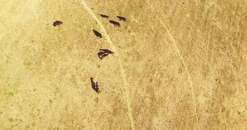 High angle view of birds on sand