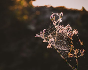 Close-up of wilted spider web on plant