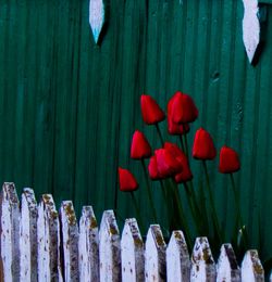 Close-up of wooden red flowers