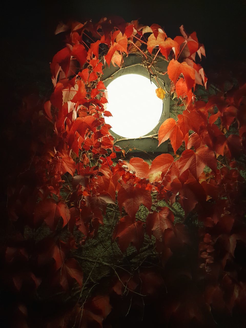 LOW ANGLE VIEW OF FLOWERING PLANTS IN ILLUMINATED RED WALL