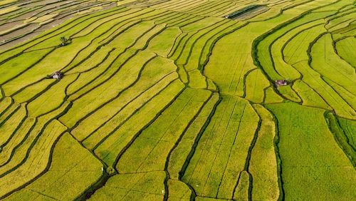 High angle view of agricultural field