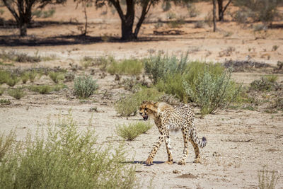 Young cheetah walking in dry land in kgalagadi transfrontier park, south africa